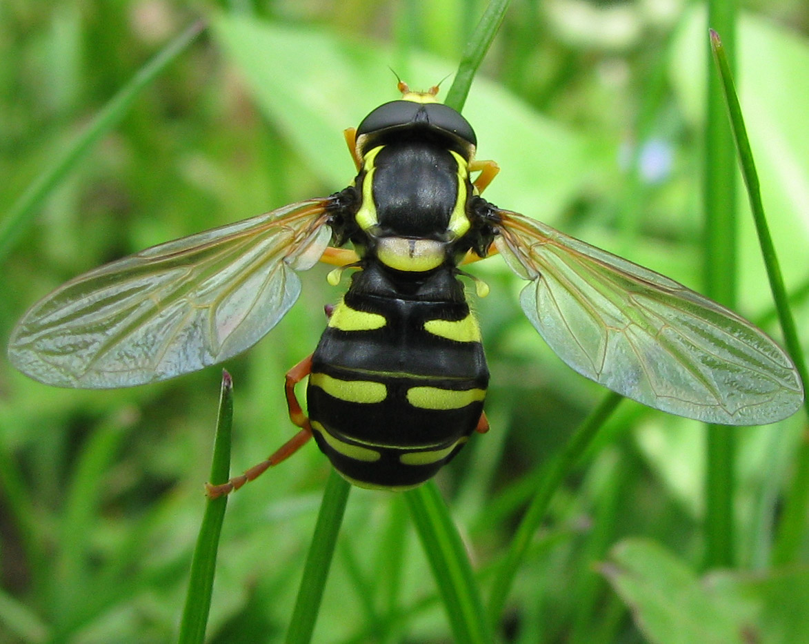 Syrphidae da identificare